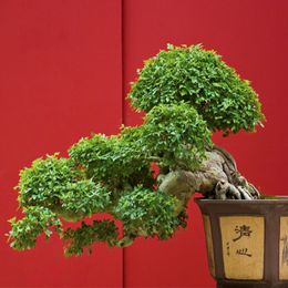 
Briefmarken





des Themas Bonsai

'