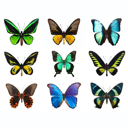 
Briefmarken





des Themas Schmetterlinge

'