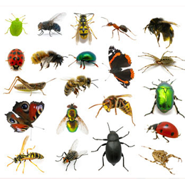 
Briefmarken





des Themas Insekten

'