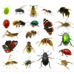 Briefmarken
des Themas Insekten
'
Briefmarken
des Themas Insekten
'