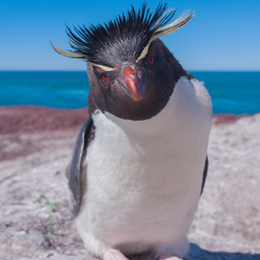 
Briefmarken





des Themas Pinguine

'