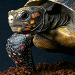 
Briefmarken





des Themas Schildkröten

'