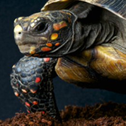 Briefmarken
des Themas Schildkröten
'
Briefmarken
des Themas Schildkröten
'