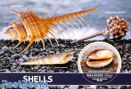 Shells s/s