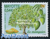 Mango tree 1v