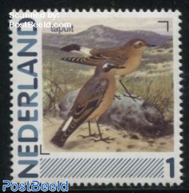 Birds 1v, Tapuit (Oenanthe oenanthe)