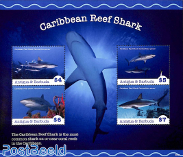 Caribbean reef shark 4v m/s