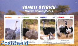 Somali Ostrich 4v m/s
