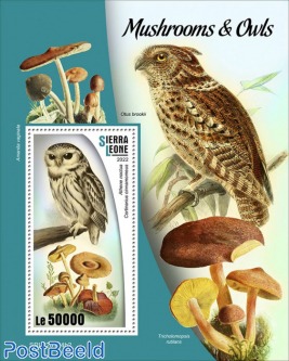 Mushrooms and Owls