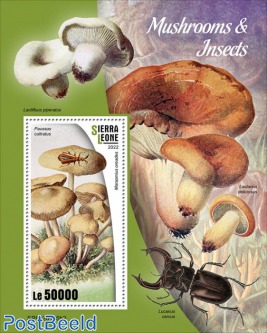 Mushrooms and Insects