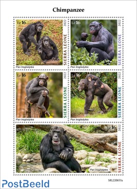 Chimpanzees