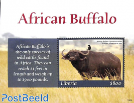 African Buffalo s/s