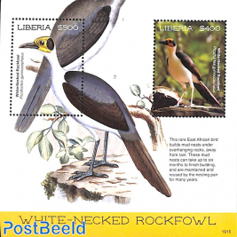 White Necked Rockfowl 2v m/s