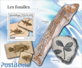 Fossils