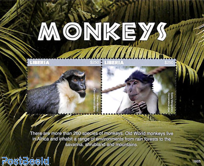 Monkeys 2v m/s