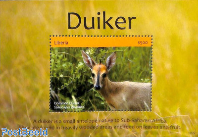 Duiker s/s