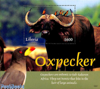 Oxpecker s/s