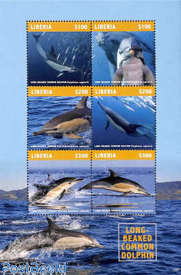Long Beaked Common Dolphin 6v m/s