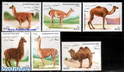 Camels 6v