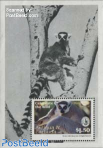 Ring tailed Lemur s/s