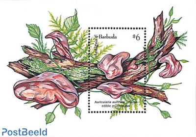 Auricularia auricula-Judae s/s
