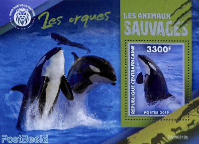 Killer Whale s/s