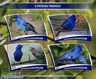 Blue birds 4v m/s