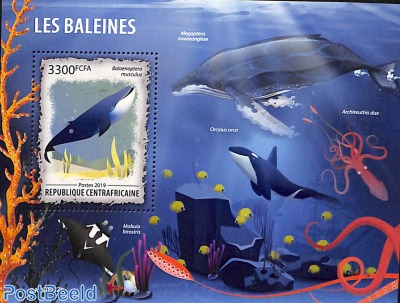 Whales s/s