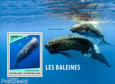 Whales