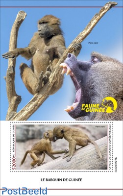 Guinean Baboon
