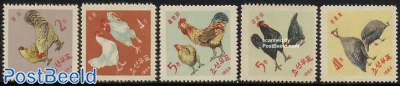 Chicken 5v