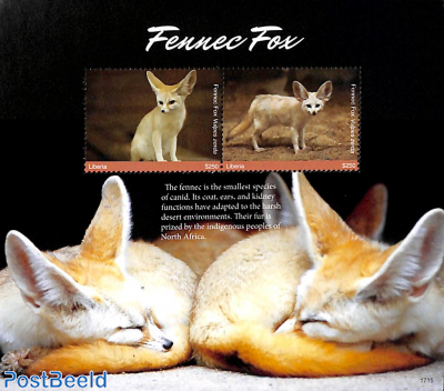 Wild foxes 2v m/s