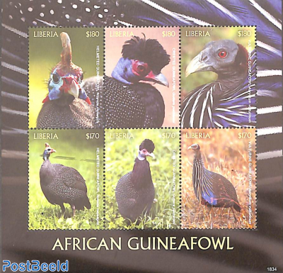 African Guinea Fowl 6v m/s