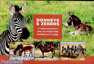 Donkeys and Zebras 3v m/s