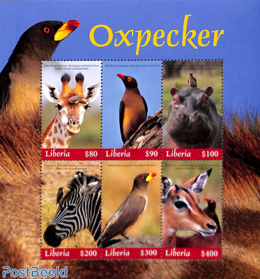 Oxpecker 6v m/s