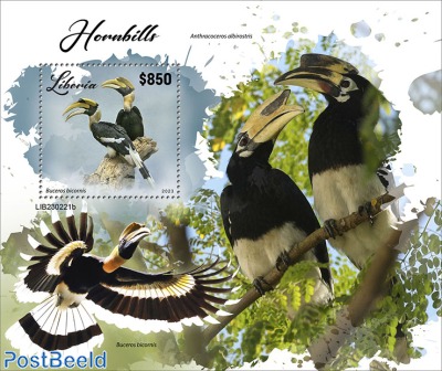 Hornbills