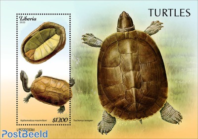 Turtles