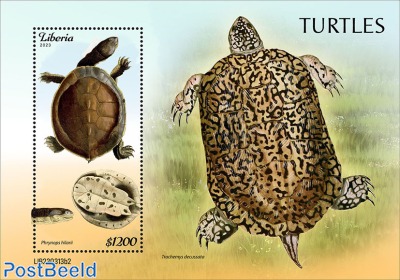 Turtles