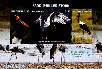Saddle-Billed Stork 3v m/s