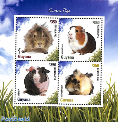 Guinea pigs 4v m/s